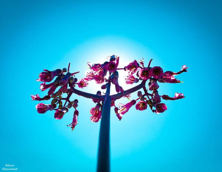 Sem pedir nada em troca