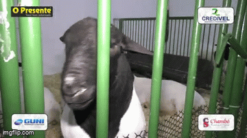 Expo Pet vira ponto de encontro das famílias na Expo Rondon