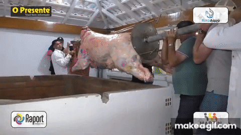 Bois começam a chegar no Parque de Exposições para serem assados no rolete