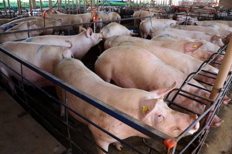 Carne suína do Paraná chega a 70 países; exportações têm 2º melhor 1º semestre da história