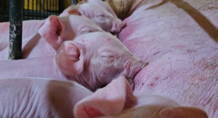 Manejo correto em UPDs aumenta desempenho no número de leitões desmamados