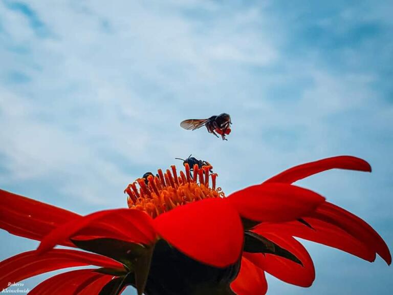 Abelha nativa pode ser chave no controle da dengue, aponta estudo