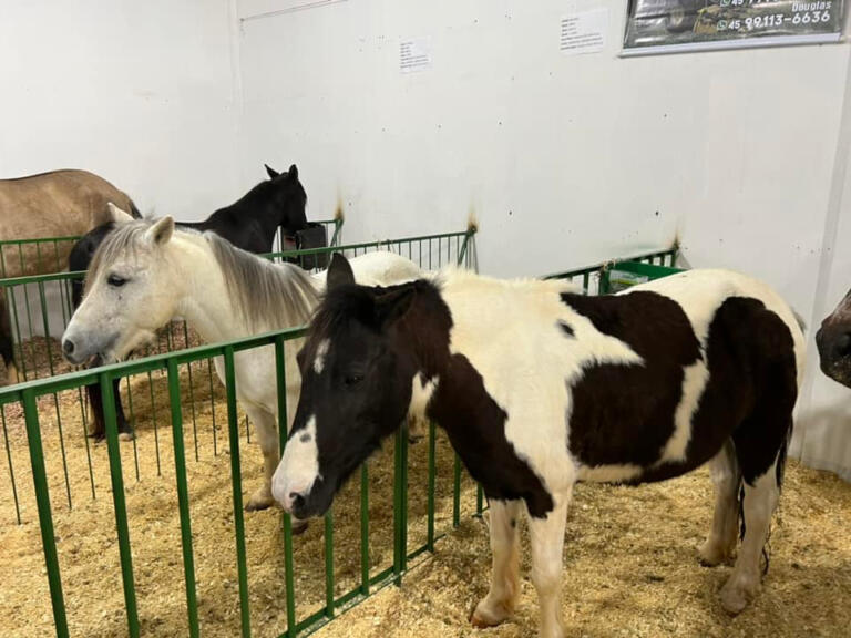 Pequenos animais serão atração especial nos pavilhões do agronegócio