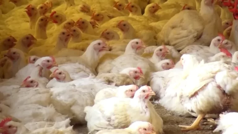 Aumento de casos de gripe aviária alarma setor avícola no Paraná