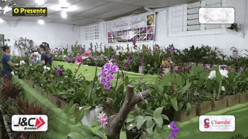 Pavilhão das Orquídeas é sensação entre os visitantes da Expo Rondon