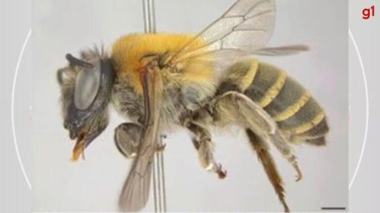 Pesquisadores do Paraná descobrem nova espécie de abelha que produz substância semelhante a celofane