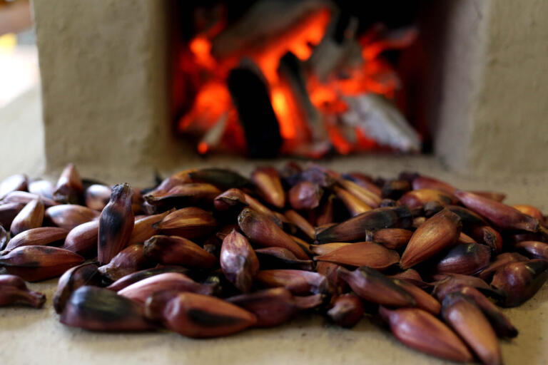 Com foco no mercado, cartilha cria orientações de rastreabilidade do pinhão