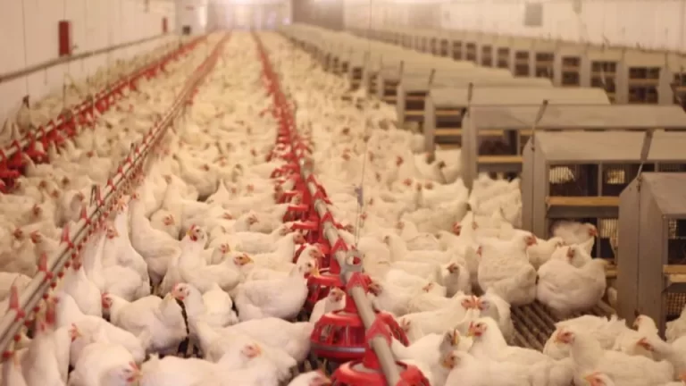 Ministério declara fim da emergência zoossanitária para doença de Newcastle