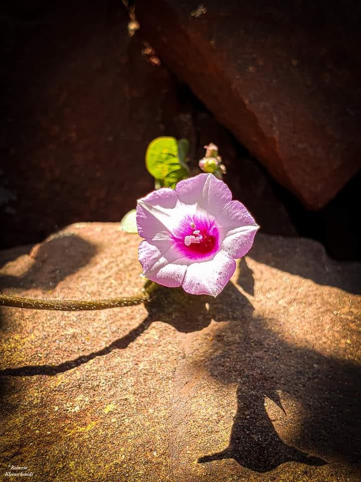 Imperceptível aos olhos; visível na luz do coração