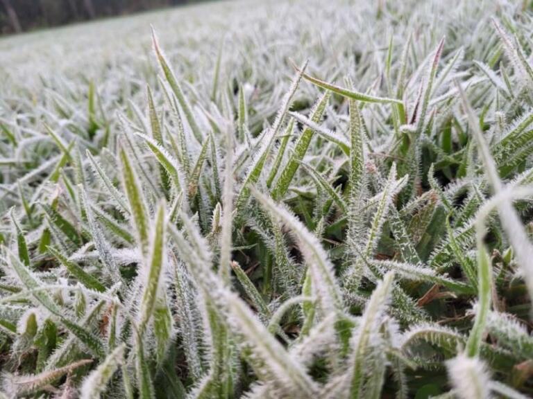 Geada é registrada em municípios da região