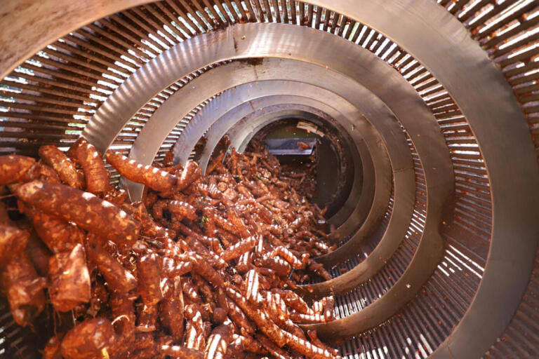 Boletim analisa preço da mandioca e condições de cultivo de trigo e cevada no Paraná