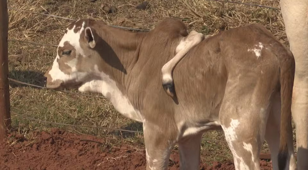 Bezerro nasce com “cinco patas” no Paraná