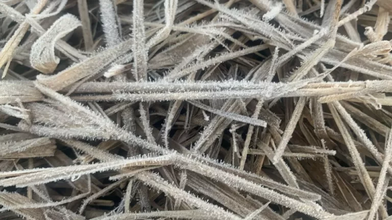 Cascavel amanhece com geada e sensação térmica de 0ºC