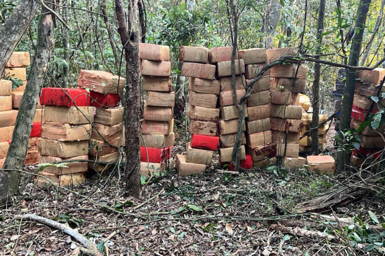 Seis toneladas de maconha são apreendidas em área rural de Marechal Rondon