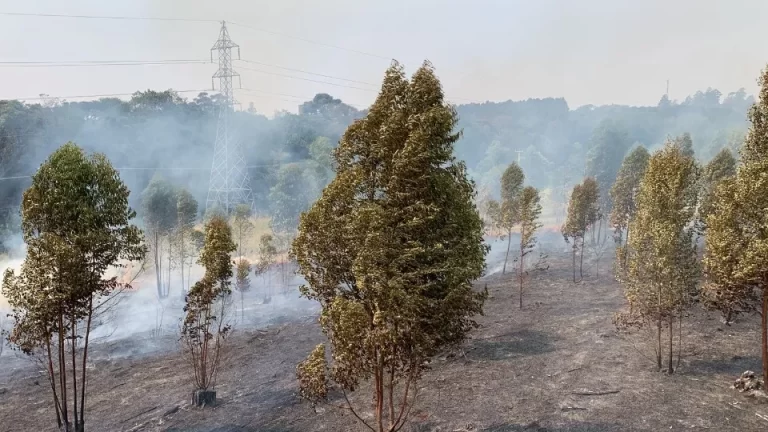 Bombeiros combatem incêndio ambiental às margens do Trevo Cataratas