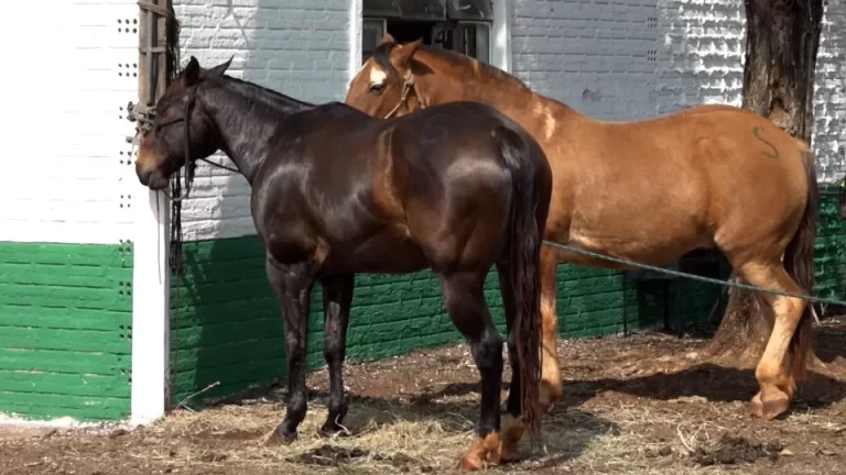  Aumentam casos de raiva em animais de produção no Oeste do Paraná