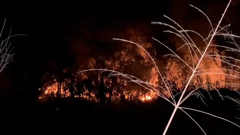 Incêndio consome vegetação na BR-369 entre Cascavel e Corbélia