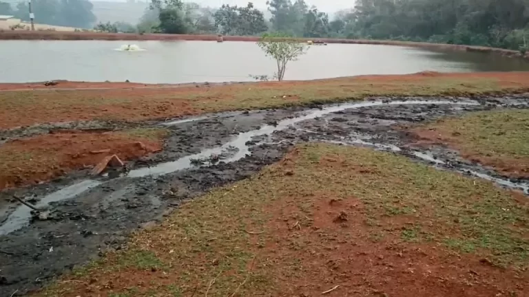 Suinocultor é multado em R$ 100 mil por descarte irregular de dejetos