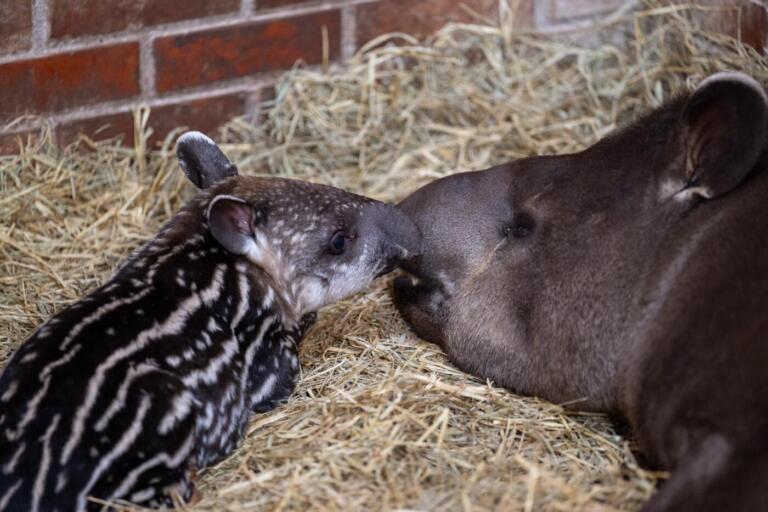 Itaipu faz registro inédito de imagens de nascimento de anta no RBV