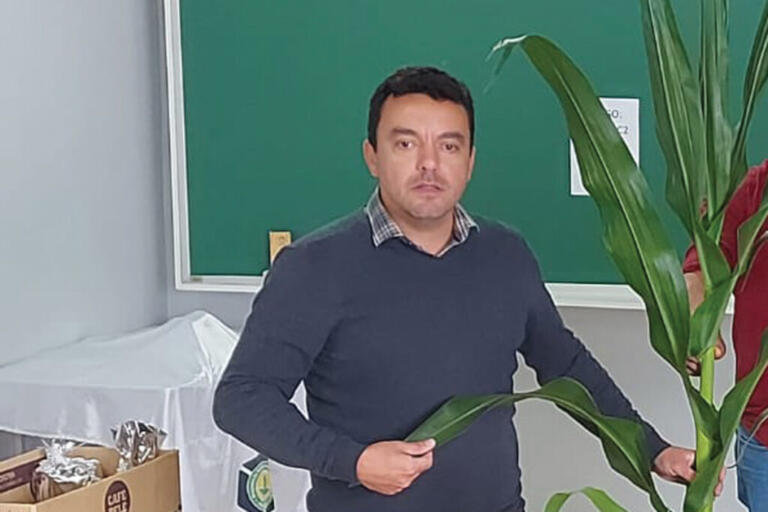 O híbrido de milho, problema ou solução?