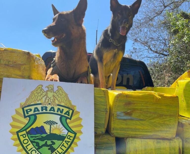 1,4 tonelada de maconha é apreendida no interior de Marechal Rondon