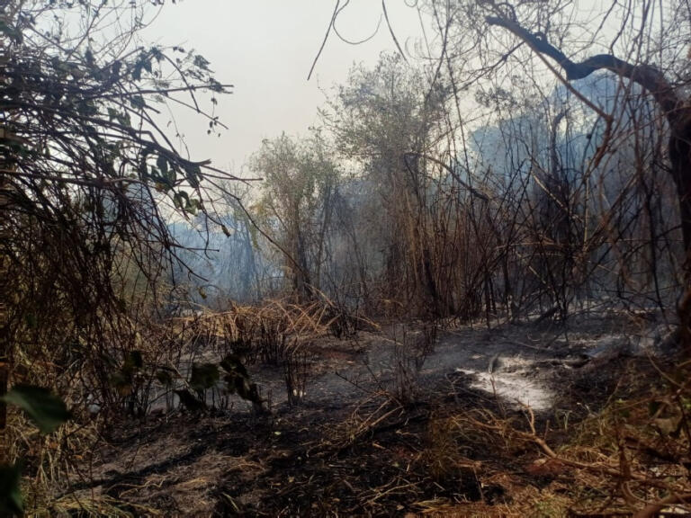 Incêndio de grandes proporções atinge área de mata na Vila Pioneiro em Toledo