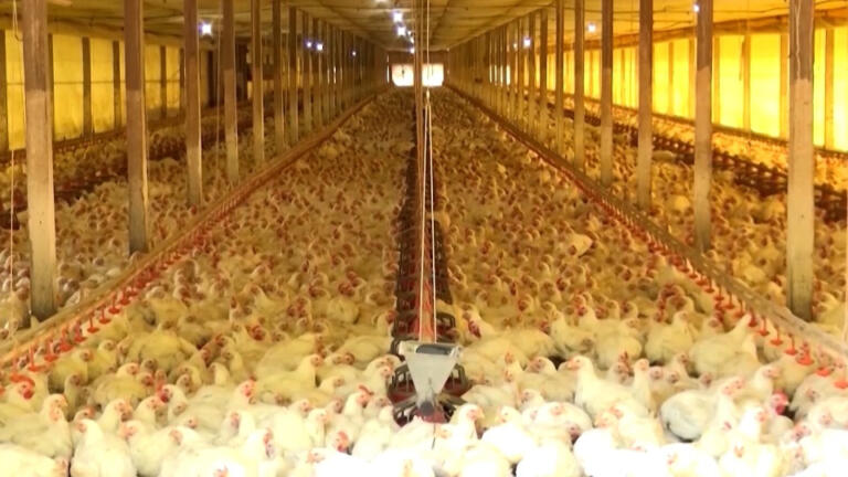 Paraná é destaque na produção de frango