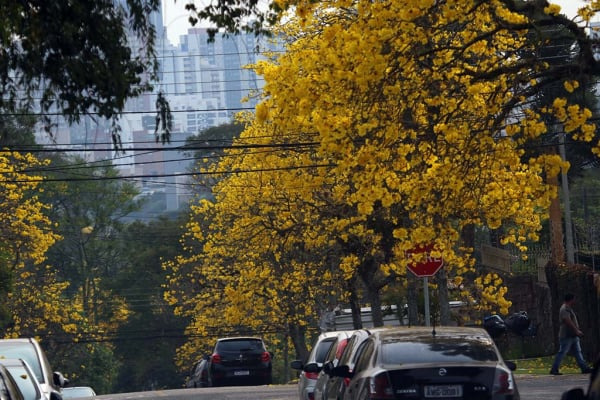 Primavera 2024: La Niña pode aliviar estiagem no Paraná