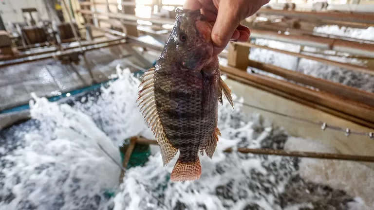 Paraná tem dez cidades entre as campeãs nacionais da pecuária e aquicultura
