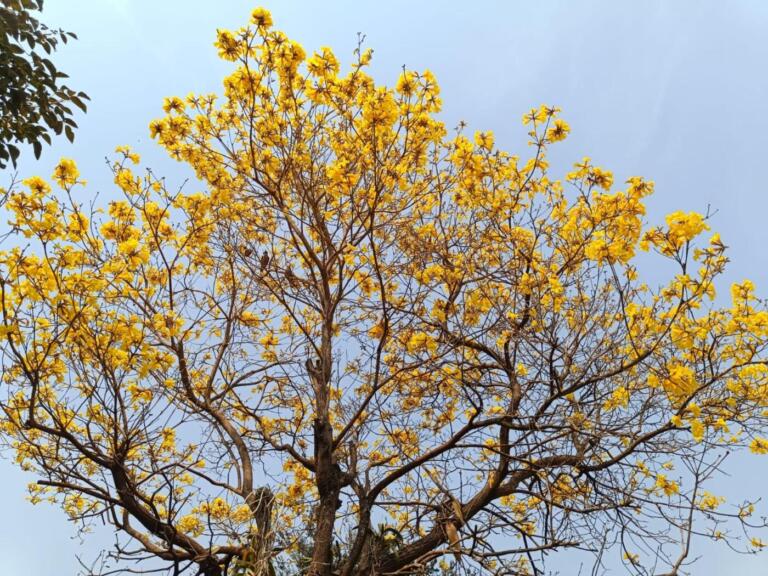 Marechal Rondon terá semana de calorão; veja previsão