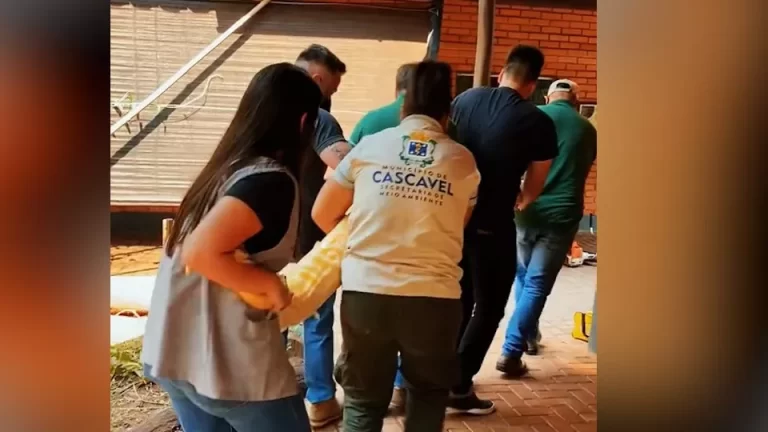Jade, a cobra píton do Zoológico de Cascavel, precisa de seis pessoas para segurá-la