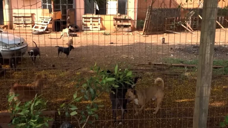 Homem que invadiu empresa e foi atacado por cães segue internado em Toledo