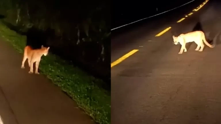 Onça-parda é flagrada durante passeio noturno no Parque Nacional do Iguaçu