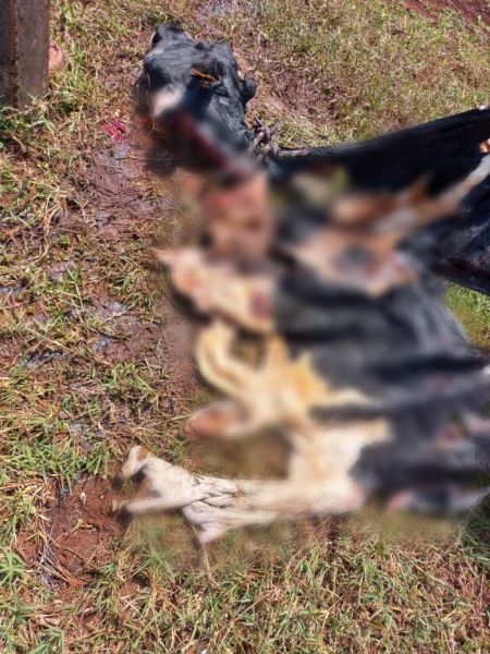 Novilha é abatida e carne furtada no interior de Guaíra