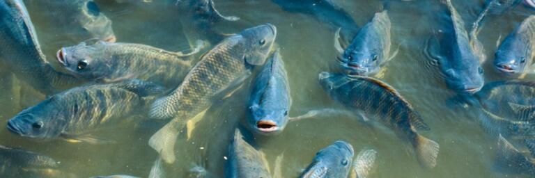 Projeto Tilápias do Oeste do Paraná trabalha para impulsionar o setor