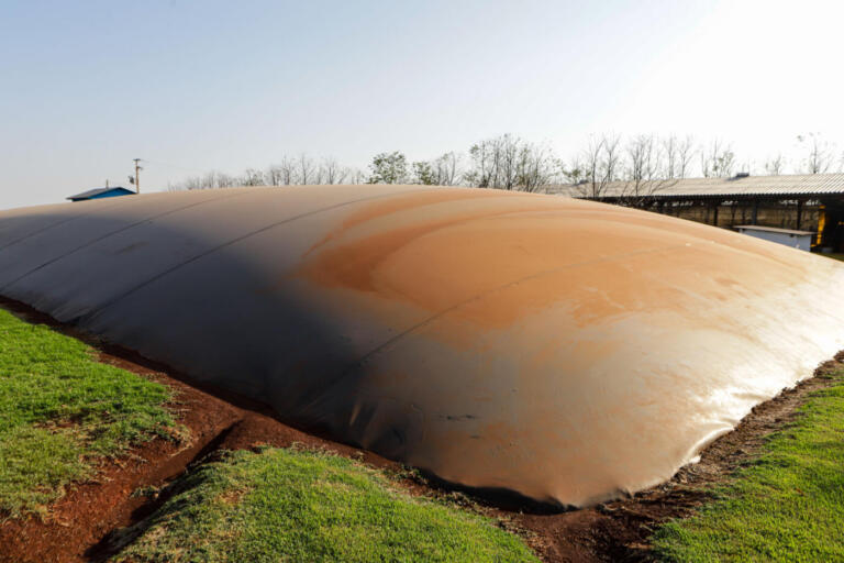Biogás diminui custos de produção e gera renda para suinocultores de Pato Bragado