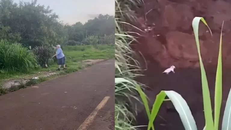 Idoso flagrado arremessando gato é detido pela Polícia Civil