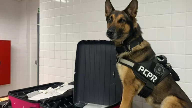 Cão encontra droga gourmet na mala de passageira de ônibus na BR 277
