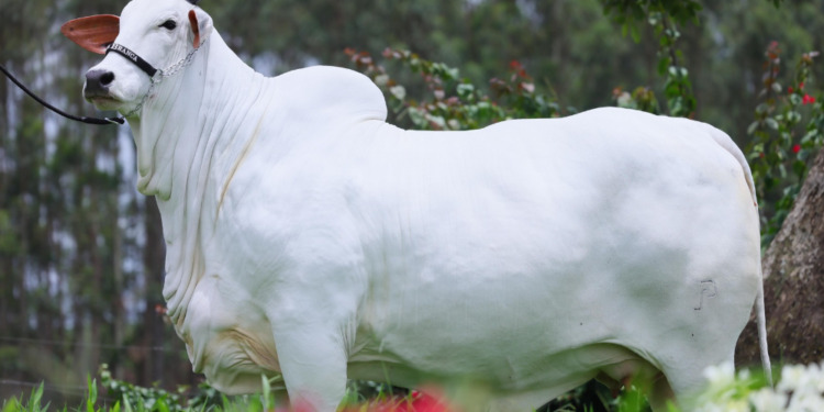 Em leilão realizado na região, vaca Nelore entra pra história com a maior valorização do mundo