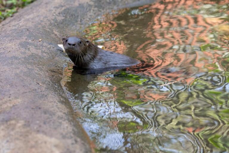 Público escolhe nomes para filhotes de lontra nascidos no Refúgio Biológico