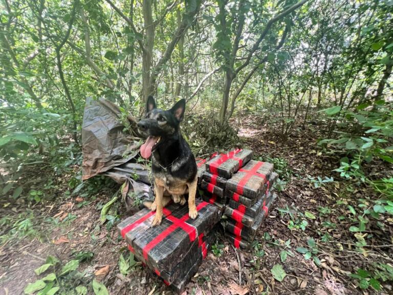 Cão farejador localiza 309 quilos de maconha em distrito de Santa Helena