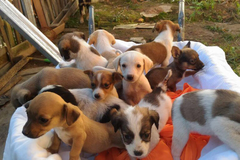 Nota Paraná entrega prêmios de R$ 5 mil para entidades sociais de 21 cidades