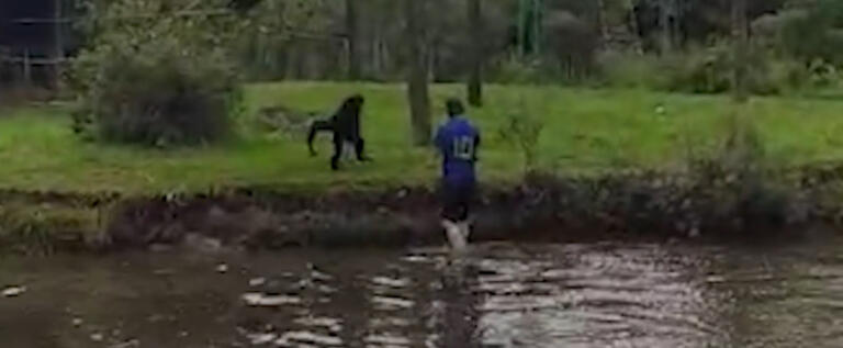 Homem invade ilha dos macacos e de hipopótamos no Zoo de Curitiba