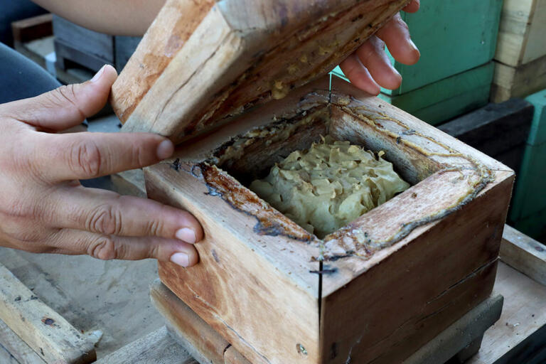 Meliponicultura e biodiversidade avançam no Paraná com apoio da Itaipu Binacional