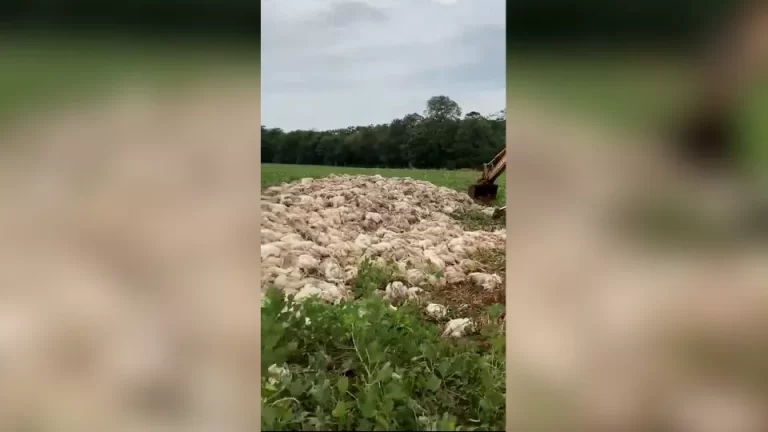 40 mil frangos morrem por falta de energia no interior de Santa Helena