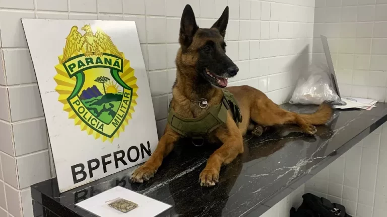 Cão policial do BPFron encontra sementes de maconha com passageiro de ônibus em Cascavel