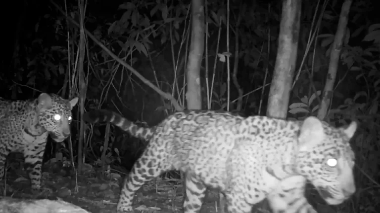 Onça e filhotes são flagrados no Parque Nacional do Iguaçu
