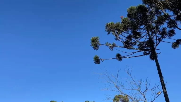 Oeste do Paraná terá dias ensolarados e temperaturas amenas no amanhecer