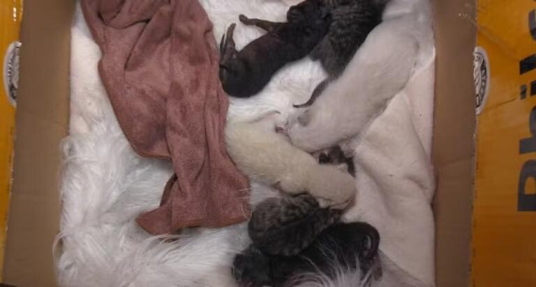 Homem abandona gata e filhotes dentro de caixa em Cascavel