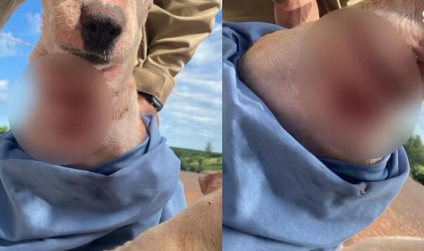 Cachorra é encontrada com corte profundo no pescoço e tutor é preso por mantê-la presa com fio de cobre